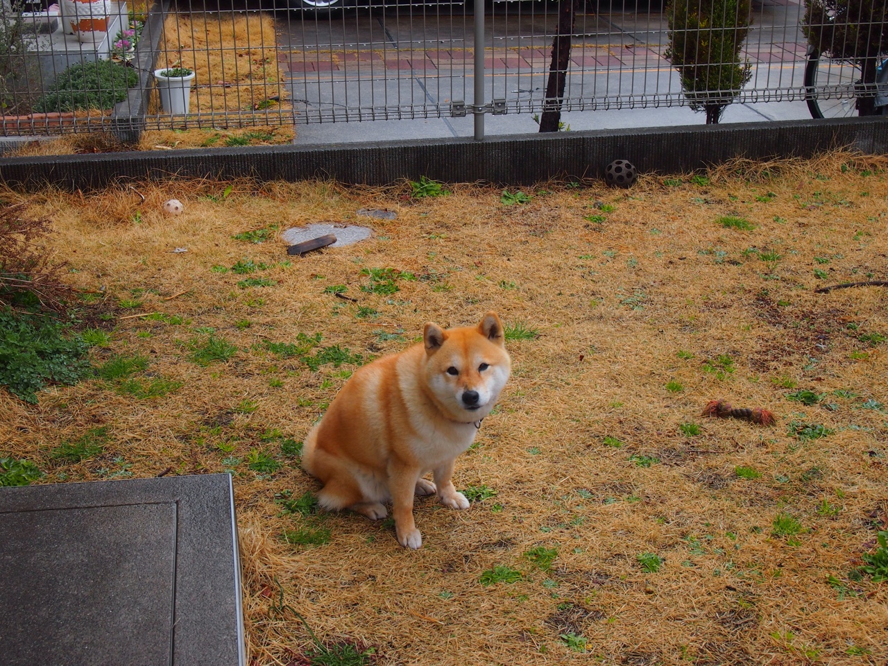 高尔夫球赛决赛日，谁能捧起荣誉奖杯？，高尔夫比赛奖品