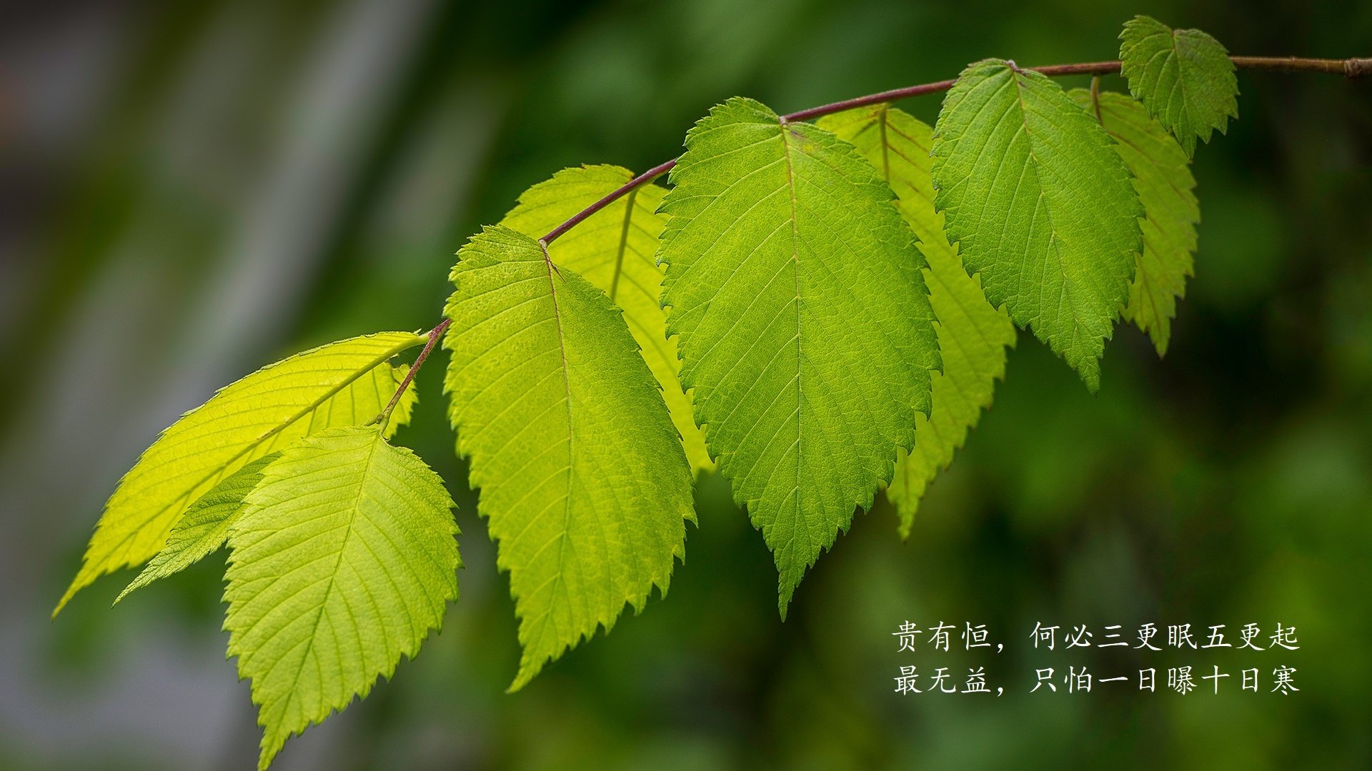 巴西女足队气势如虹，压倒一切对手，巴西女足队员