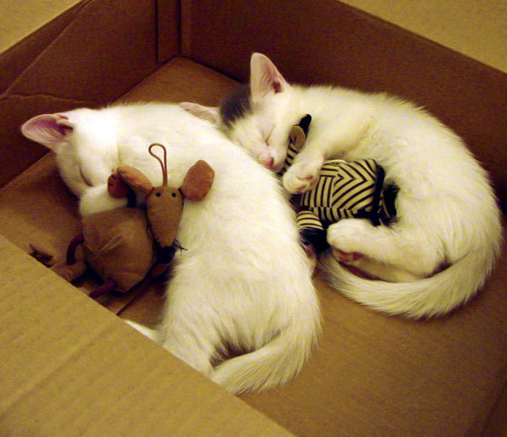 体育器材出口合规性政策研究,体育器材出口市场