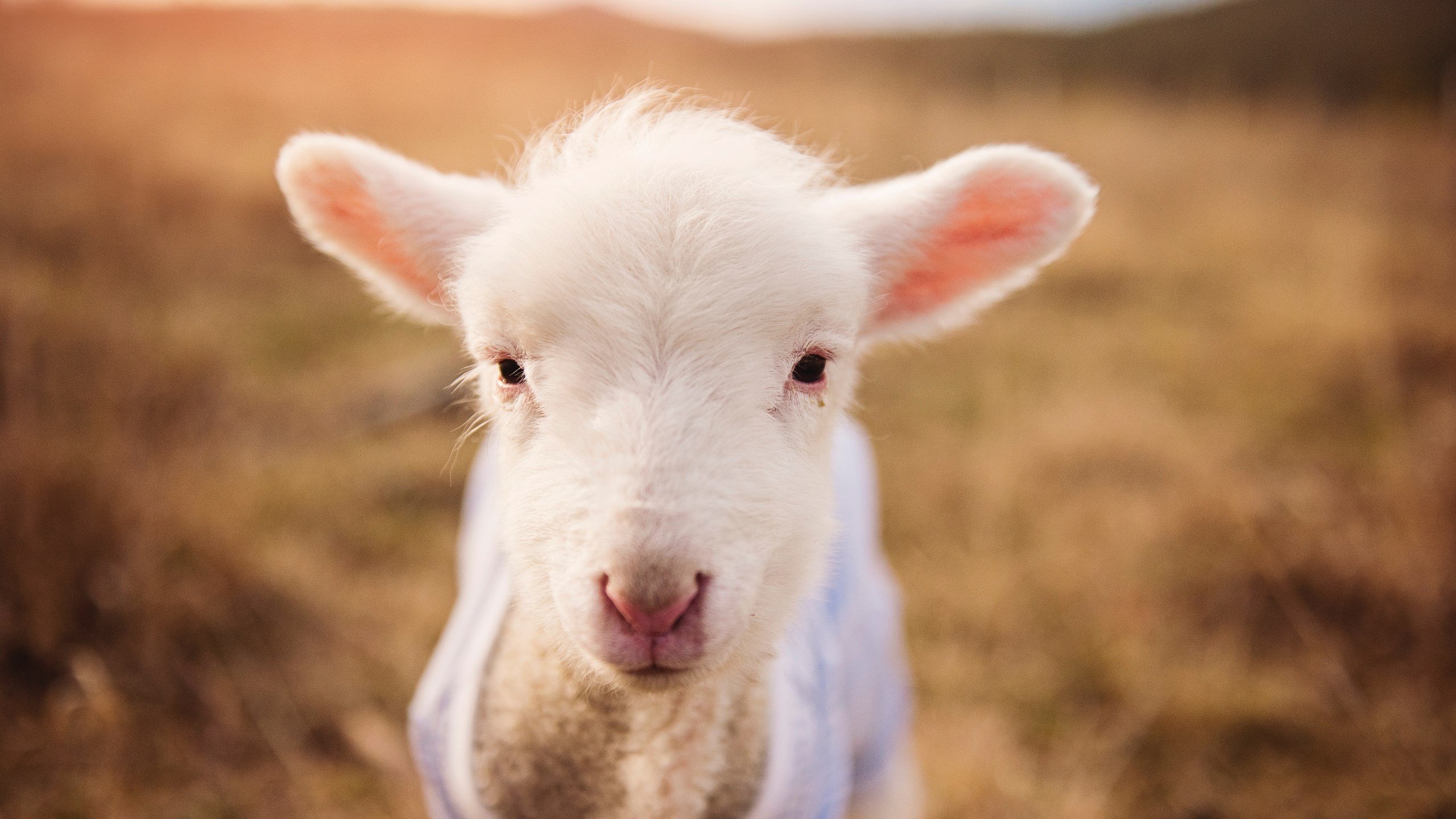 篮球运动员训练负荷管理与比赛表现关联性实证研究,篮球运动训练负荷分析