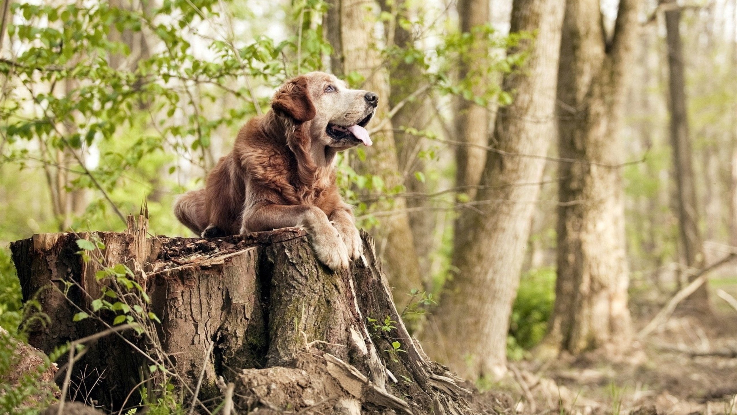 爱游戏APP-英超球队基于实时数据调整高位逼抢战术效率分析，英超当下最流行的战术打法, 或将引领世界足球潮流!