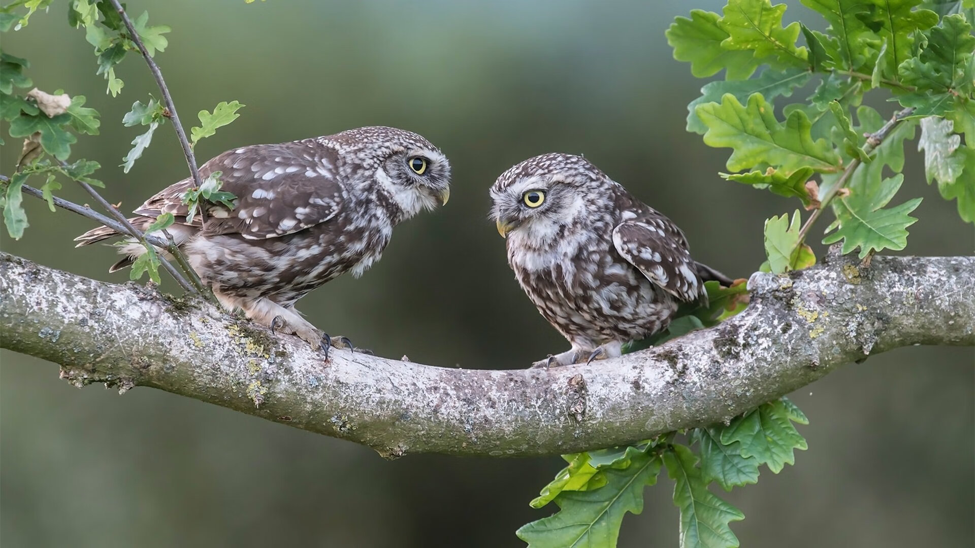 NBA历史最惊天逆转回顾，nba历史最惊天逆转回顾是哪一年