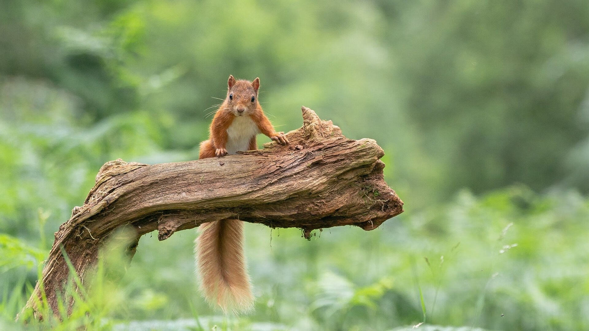 “宽板滑水:东三叉湖马鞍山赛场成运动爱好者的新天堂”