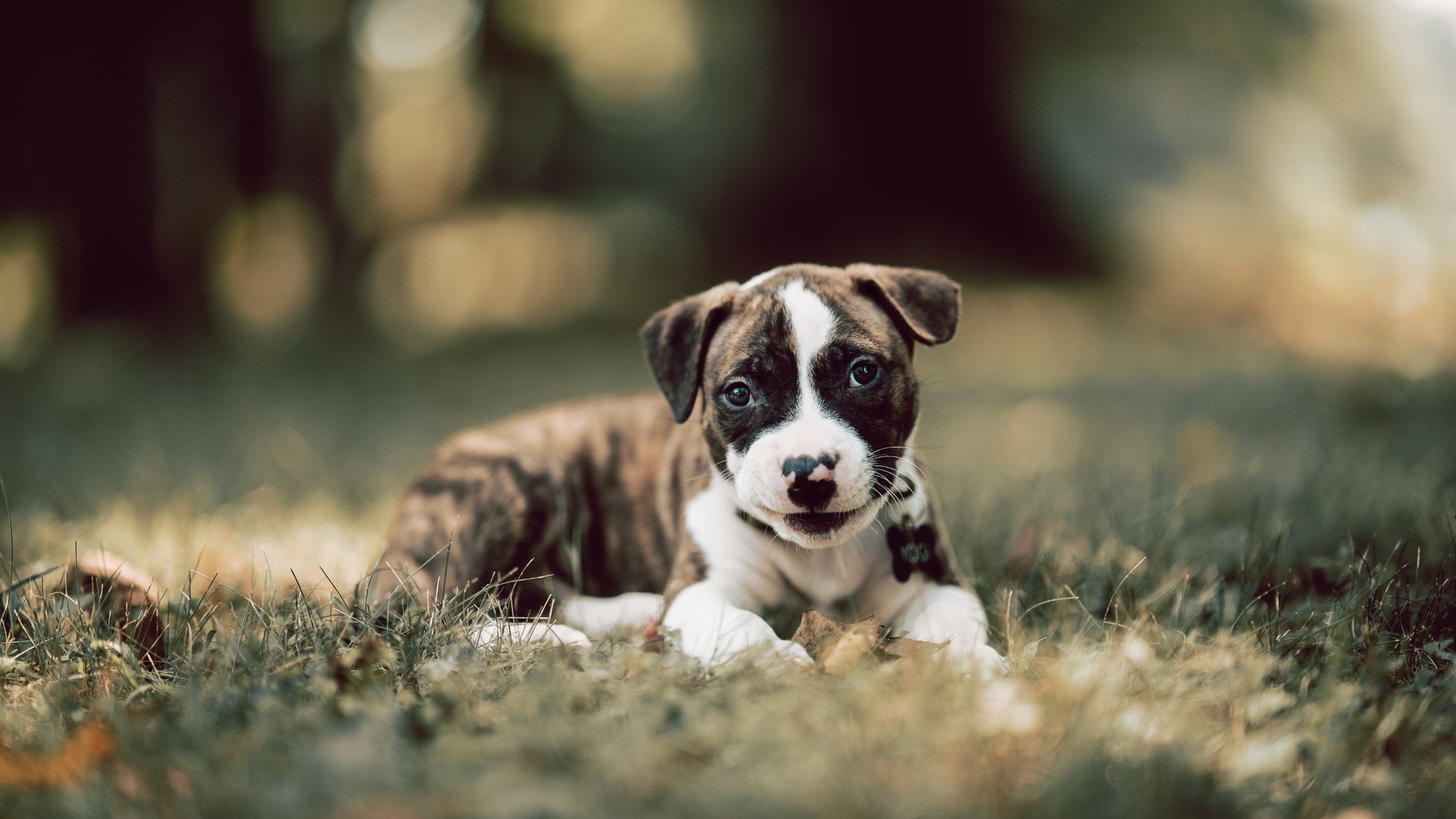 体育新闻中心发布体育视频内容自动识别技术,体育视频分析