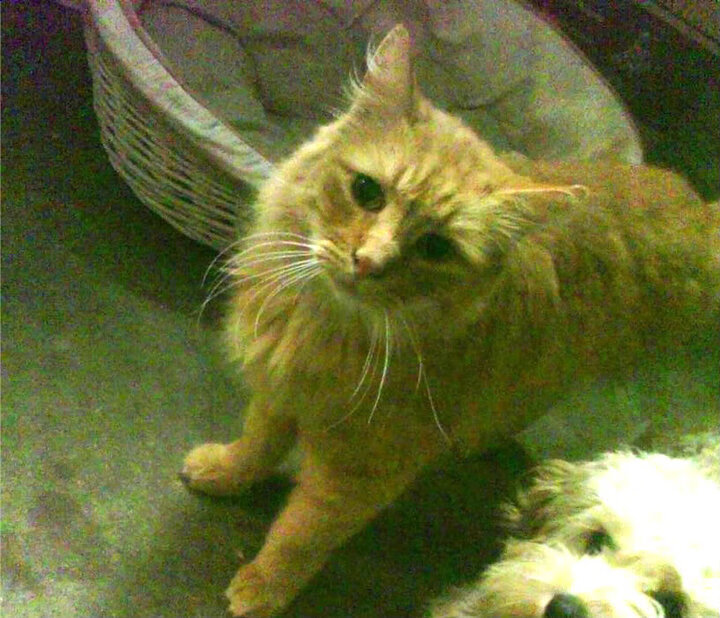 体育新闻中心开展体育传媒数字技能培训计划，体育培训数字化